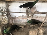 Зелени пауни