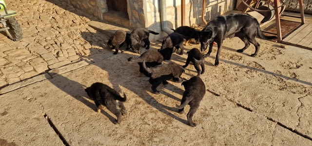 Черни немски овчарки Немска овчарка, 2 месеца, Обезпаразитено - Да - град Ловеч | Кучета