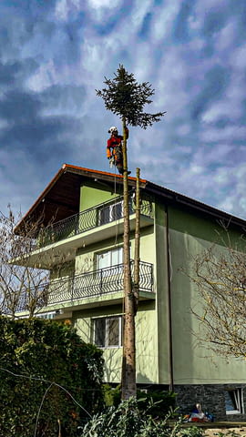 Премахване на опасни дървета - град Варна | Дом и Градина - снимка 1