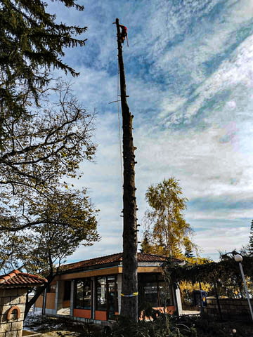 Премахване на опасни дървета - град Варна | Дом и Градина - снимка 4