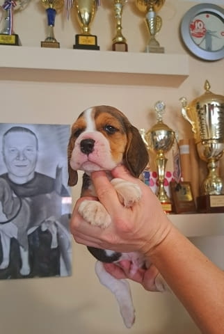 Кученца бигъл от топ изложбени родители Beagle, 3 Months, Vaccinated - Yes - city of Izvun Bulgaria | Dogs - снимка 2
