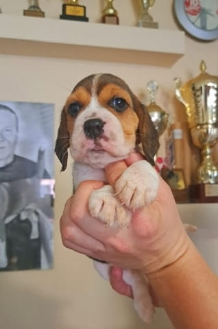 Кученца бигъл от топ изложбени родители Beagle, 3 Months, Vaccinated - Yes - city of Izvun Bulgaria | Dogs - снимка 4