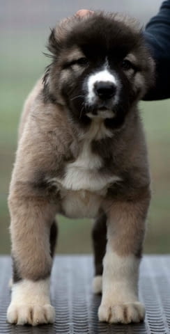 Кавказка овчарка кученца Ваксинирано - Да, Обезпаразитено - Да, С чип - Да - град Извън България | Кучета - снимка 5