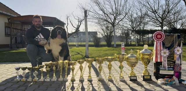 Кавказка овчарка кученца Caucasian shepherd, Vaccinated - Yes, Dewormed - Yes - city of Izvun Bulgaria | Dogs - снимка 10
