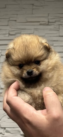 Померан мини женско Pomeranian, 2 Months, Vaccinated - Yes - city of Rusе | Dogs - снимка 1