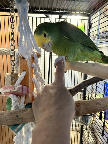 Амазонски папагал с двойна жълта глава Амадинка, 6 месеца - град София | Птици / Екзотични - снимка 1