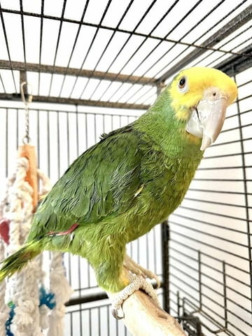 Амазонски папагал с двойна жълта глава Амадинка, 6 месеца - град София | Птици / Екзотични - снимка 2