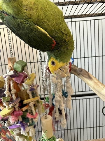 Амазонски папагал с двойна жълта глава Амадинка, 6 месеца - град София | Птици / Екзотични - снимка 3