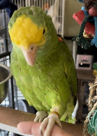 Амазонски папагал с двойна жълта глава Амадинка, 6 месеца - град София | Птици / Екзотични - снимка 4