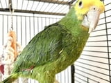 Амазонски папагал с двойна жълта глава