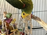 Амазонски папагал с двойна жълта глава