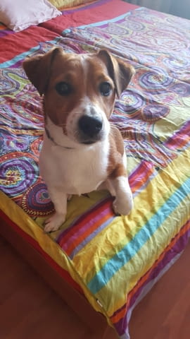 Дама за Бруно Jack Russell Terrier, 5 Years, Vaccinated - Yes - city of Sofia | Dogs - снимка 2