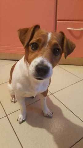Дама за Бруно Jack Russell Terrier, 5 Years, Vaccinated - Yes - city of Sofia | Dogs - снимка 3