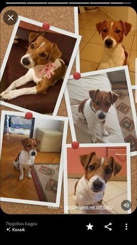 Дама за Бруно Jack Russell Terrier, 5 Years, Vaccinated - Yes - city of Sofia | Dogs - снимка 4