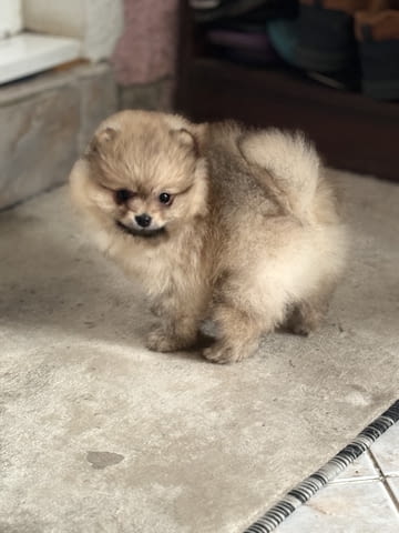 Померан мини Pomeranian, 2 Months, Vaccinated - Yes - city of Rusе | Dogs - снимка 3