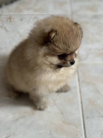 Померан мини Pomeranian, 2 Months, Vaccinated - Yes - city of Rusе | Dogs - снимка 6