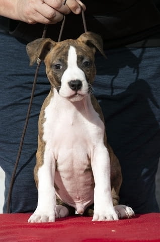 Американски стафордширски териер кученца от международен произход - снимка 3