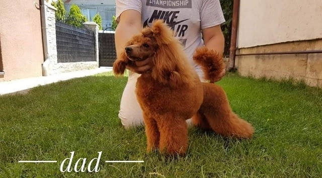 Премиум червени пудели Mini Poodle, 2 Months - city of Izvun Bulgaria | Dogs - снимка 6