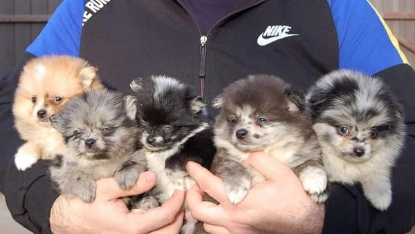 Померански шпиц красиви кученца Mini German Spitz, 2 Months, Vaccinated - Yes - city of Izvun Bulgaria | Dogs - снимка 1