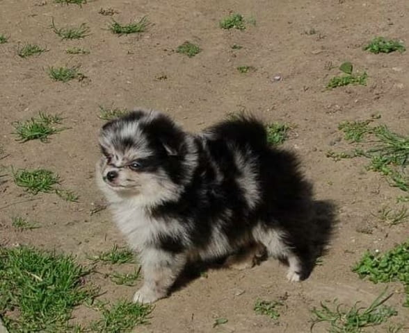 Померански шпиц красиви кученца Немски шпиц мини, 2 месеца, Ваксинирано - Да - град Извън България | Кучета - снимка 3