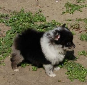 Померански шпиц красиви кученца Немски шпиц мини, 2 месеца, Ваксинирано - Да - град Извън България | Кучета - снимка 4