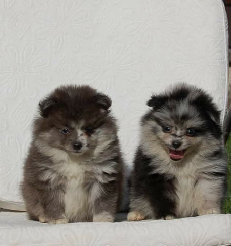 Померански шпиц красиви кученца Mini German Spitz, 2 Months, Vaccinated - Yes - city of Izvun Bulgaria | Dogs - снимка 5
