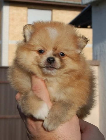 Померански шпиц красиви кученца Немски шпиц мини, 2 месеца, Ваксинирано - Да - град Извън България | Кучета - снимка 6
