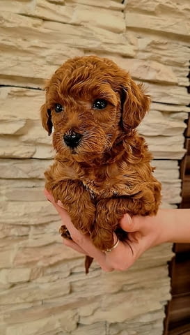 Червен играчка пудел Mini Poodle, 1 Month - city of Izvun Bulgaria | Dogs - снимка 5