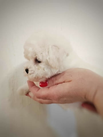 Бишон фриз кученце за продажба Бишон фризе, 2 месеца, Ваксинирано - Да - град Извън България | Кучета - снимка 2