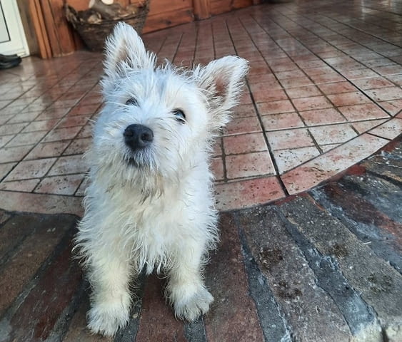 Уест Хайленд Уайт Териер - Westie Westhighland White Terrier, 2 Months, Vaccinated - Yes - city of Izvun Bulgaria | Dogs - снимка 1