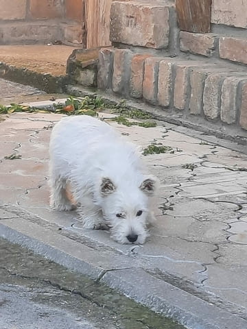 Уест Хайленд Уайт Териер - Westie Westhighland White Terrier, 2 Months, Vaccinated - Yes - city of Izvun Bulgaria | Dogs - снимка 3