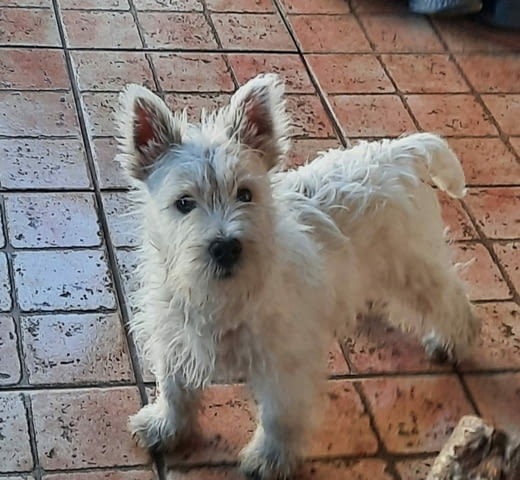 Уест Хайленд Уайт Териер - Westie Westhighland White Terrier, 2 Months, Vaccinated - Yes - city of Izvun Bulgaria | Dogs - снимка 5