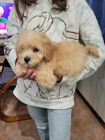 Пудел кученца за продажба Toy Poodle, Vaccinated - Yes, Dewormed - Yes - city of Izvun Bulgaria | Dogs - снимка 1
