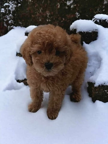 Пудел кученца за продажба Toy Poodle, Vaccinated - Yes, Dewormed - Yes - city of Izvun Bulgaria | Dogs - снимка 2