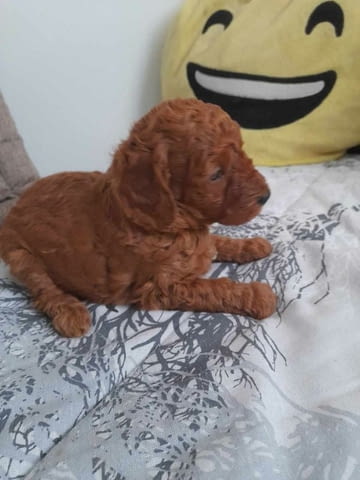 Пудел кученца за продажба Toy Poodle, Vaccinated - Yes, Dewormed - Yes - city of Izvun Bulgaria | Dogs - снимка 3