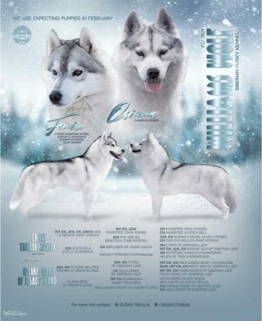 Сибирско хъски кученца Ваксинирано - Да, Обезпаразитено - Да, С чип - Да - град Извън България | Кучета - снимка 1