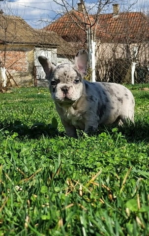Френски булдог Merle кученца 2 месеца, Ваксинирано - Да, Обезпаразитено - Да - град Извън България | Кучета - снимка 1