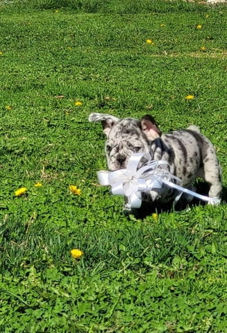 Френски булдог Merle кученца 2 месеца, Ваксинирано - Да, Обезпаразитено - Да - град Извън България | Кучета - снимка 2
