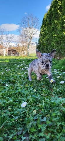 Френски булдог Merle кученца French Bulldog, 2 Months, Vaccinated - Yes - city of Izvun Bulgaria | Dogs - снимка 6