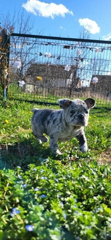 Френски булдог Merle кученца 2 месеца, Ваксинирано - Да, Обезпаразитено - Да - град Извън България | Кучета - снимка 7