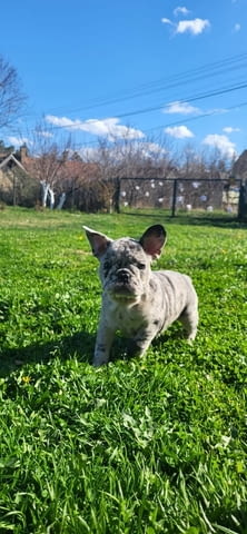 Френски булдог Merle кученца 2 месеца, Ваксинирано - Да, Обезпаразитено - Да - град Извън България | Кучета - снимка 10