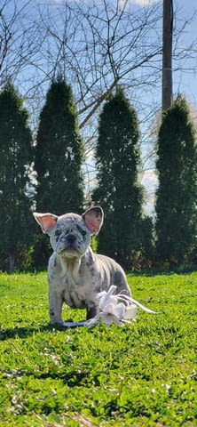 Френски булдог Merle кученца 2 месеца, Ваксинирано - Да, Обезпаразитено - Да - град Извън България | Кучета - снимка 11
