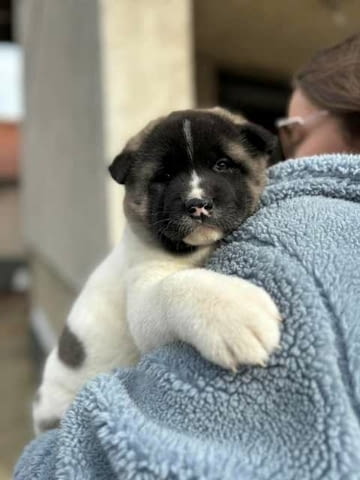 Американска Акита, ТОП кученца 2 месеца, Ваксинирано - Да, Обезпаразитено - Да - град Извън България | Кучета - снимка 5