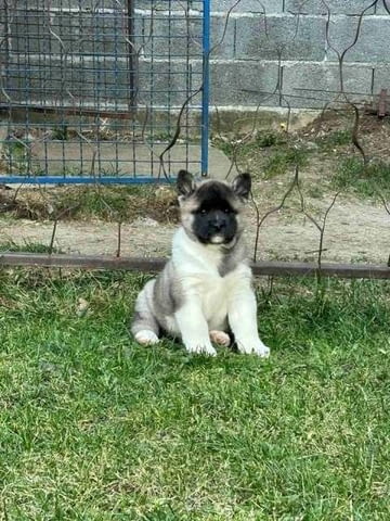 Американска Акита, ТОП кученца 2 месеца, Ваксинирано - Да, Обезпаразитено - Да - град Извън България | Кучета - снимка 6
