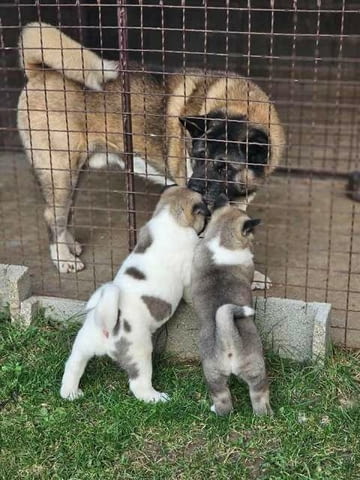 Американска Акита, ТОП кученца 2 месеца, Ваксинирано - Да, Обезпаразитено - Да - град Извън България | Кучета - снимка 8