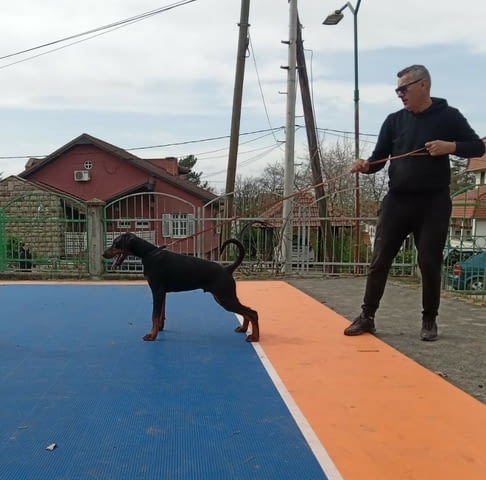 Доберман кученца Ваксинирано - Да, Обезпаразитено - Да, С чип - Да - град Извън България | Кучета - снимка 1
