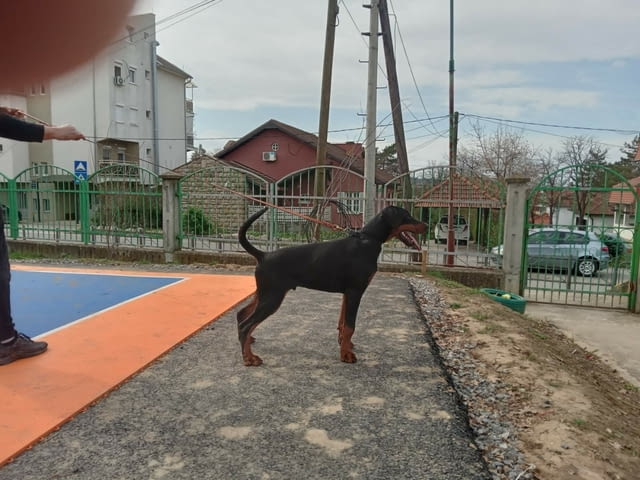 Доберман кученца Ваксинирано - Да, Обезпаразитено - Да, С чип - Да - град Извън България | Кучета - снимка 2