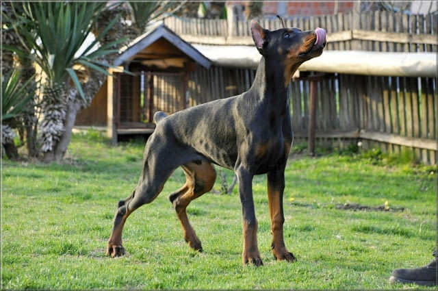 Доберман кученца Ваксинирано - Да, Обезпаразитено - Да, С чип - Да - град Извън България | Кучета - снимка 4