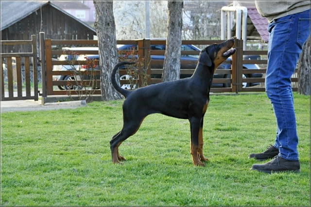 Доберман кученца Ваксинирано - Да, Обезпаразитено - Да, С чип - Да - град Извън България | Кучета - снимка 6