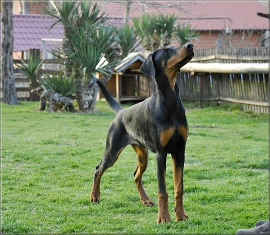 Доберман кученца Ваксинирано - Да, Обезпаразитено - Да, С чип - Да - град Извън България | Кучета - снимка 7